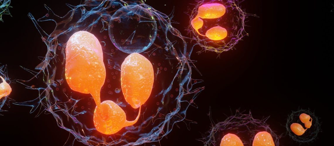 Quand nos cellules font le ménage : zoom sur la phagocytose